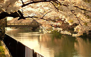 shallow focus photography of white cherry blossom beside river