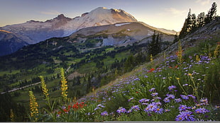 purple flowers, mountains, nature, flowers, landscape
