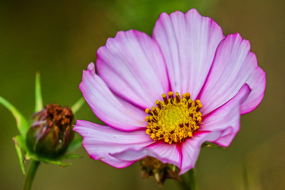 pink petaled flower close-up photography, nice HD wallpaper