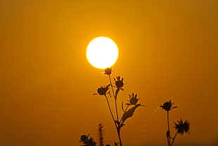 silhouette of flowers across sun