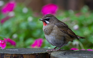 focus photography of red-throated bird