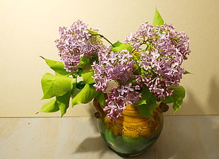 photo of purple-and-white petaled flowers