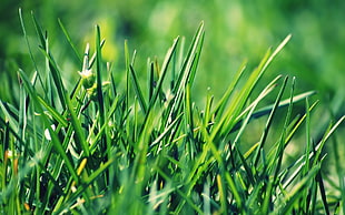 nature, grass, summer, spring HD wallpaper