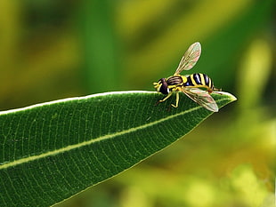 shallow focus photography of yellow jacket wasp