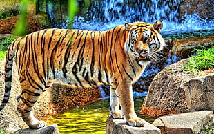 tiger standing near body of water