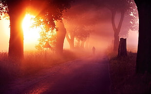person standing on pathway between trees photo, nature, sunset, mist, landscape