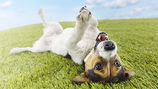 short-coated brown and white dog rolling on green grass field during daytime