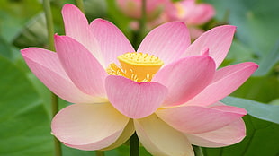 pink water lily selective focus photography HD wallpaper