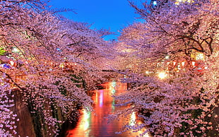 cherry blossom, landscape, cherry blossom, photography, plants HD wallpaper
