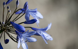 blue petaled flower, lilies, flowers, blue flowers, macro HD wallpaper