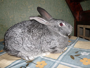 gray rabbit HD wallpaper