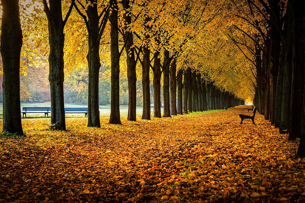 yellow leafed trees, nature, bench, fall HD wallpaper