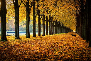 yellow leafed trees, nature, bench, fall