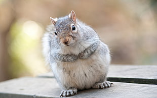 photo of gray and white squirrel