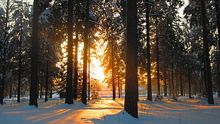 forest with snow during golden hour