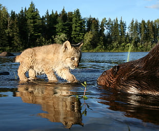 orange cat and brown animal on body of water