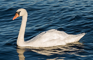 photo of white awan, swan