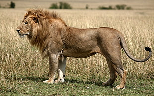 wildlife photography of brown lion standing on grass
