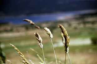 shallow focus on a grass during daytime HD wallpaper