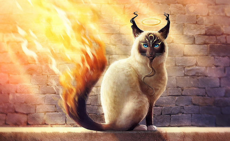 Siamese cat with halo graphics art, cat, animals, artwork, fire HD wallpaper