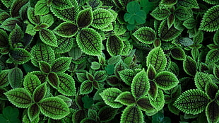 green-and-black leaf plants