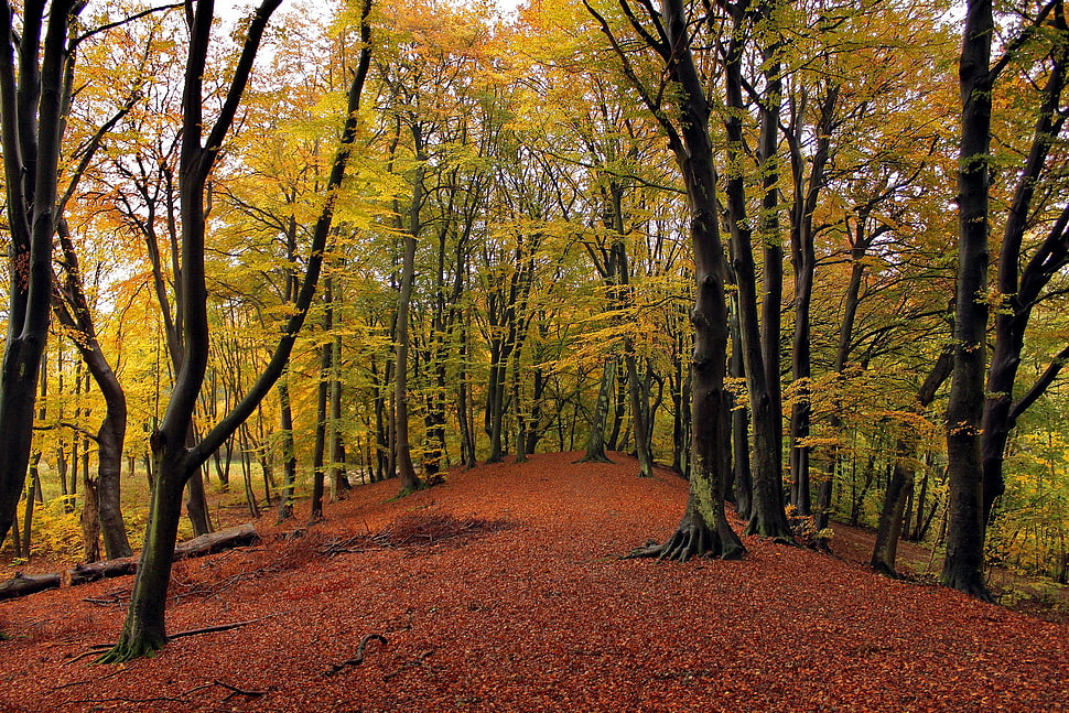 brown leafed tree, nature HD wallpaper
