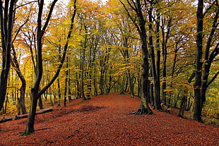 brown leafed tree, nature