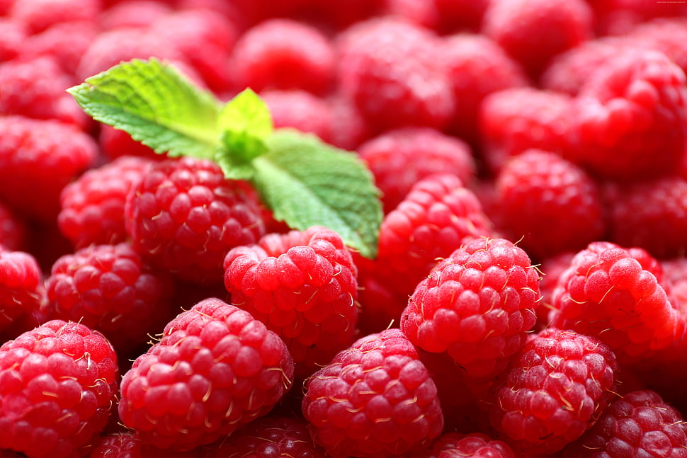 Raspberry fruit lot HD wallpaper