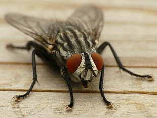 House fly on wood board panel close-up photo