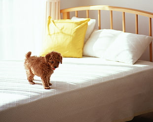 tan Toy Poodle puppy standing on white mattress