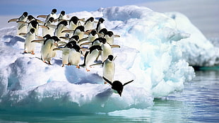 penguins diving HD wallpaper