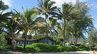 palm trees near brown house