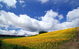 photo of yellow flower field