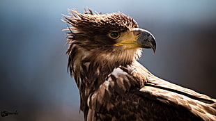 closeup photography of brown eagle, white-tailed eagle HD wallpaper