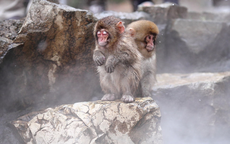 two monkey sitting on the peak of stone HD wallpaper