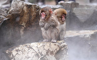 two monkey sitting on the peak of stone HD wallpaper