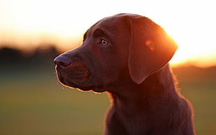 adult chocolate Labrador retriever, Labrador Retriever, dog, animals, sunlight HD wallpaper