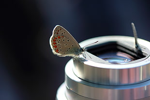 Common Blue Butterfly perching on camera lens