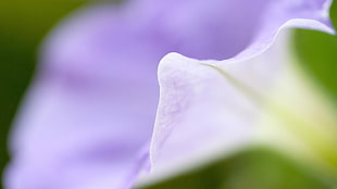 purple morning glory flower in close up photography