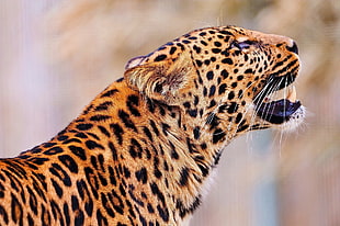 Leopard during daytime