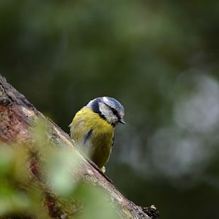 selective focus photography of green bird, blue tit, cyanistes