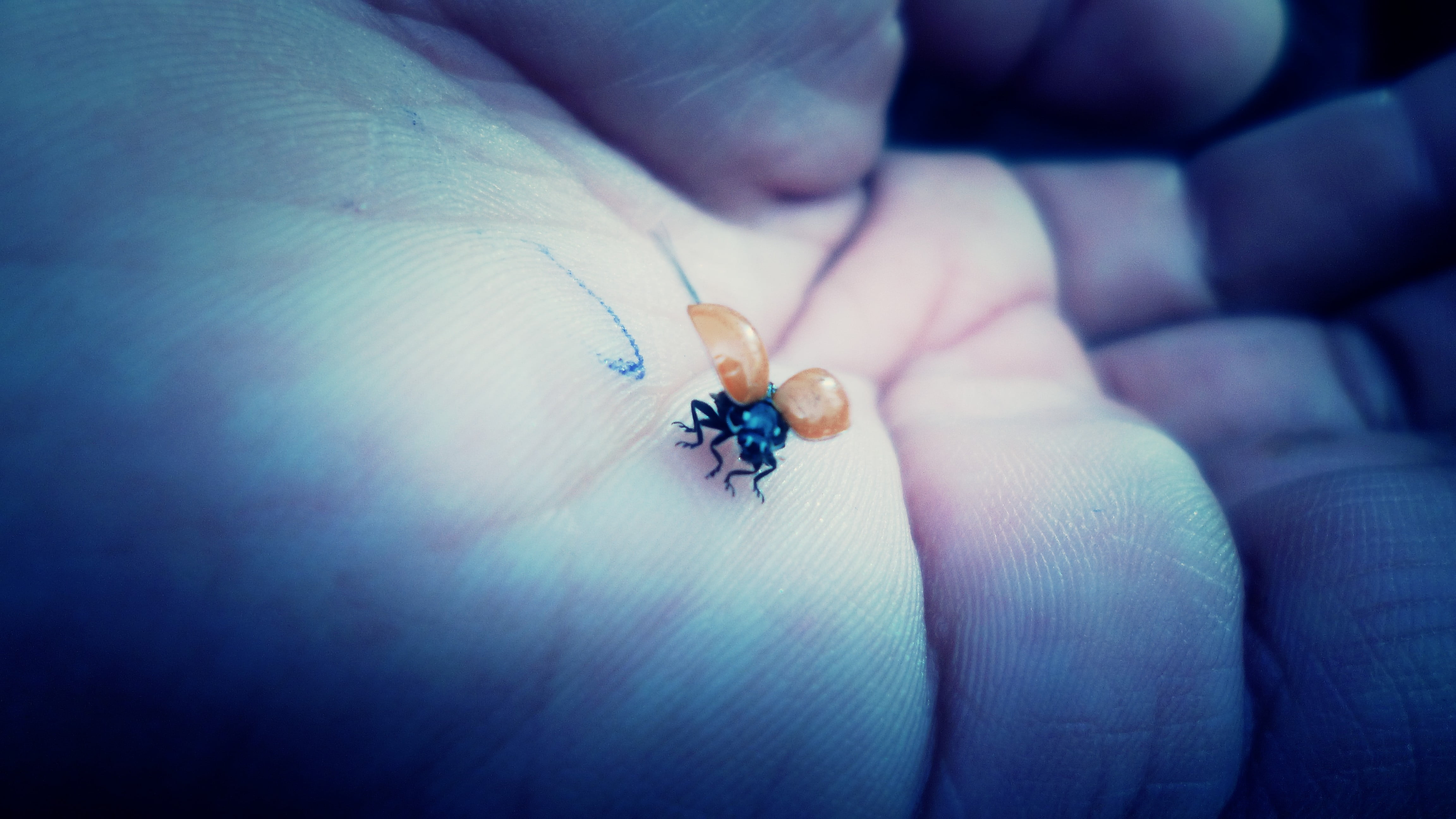 brown insect, ladybugs, hands, macro, insect