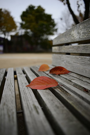 shallow focus photography on three leaves on bench during daytime, hida
