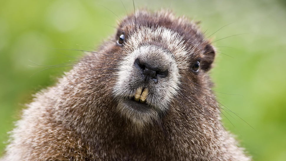 black beaver HD wallpaper