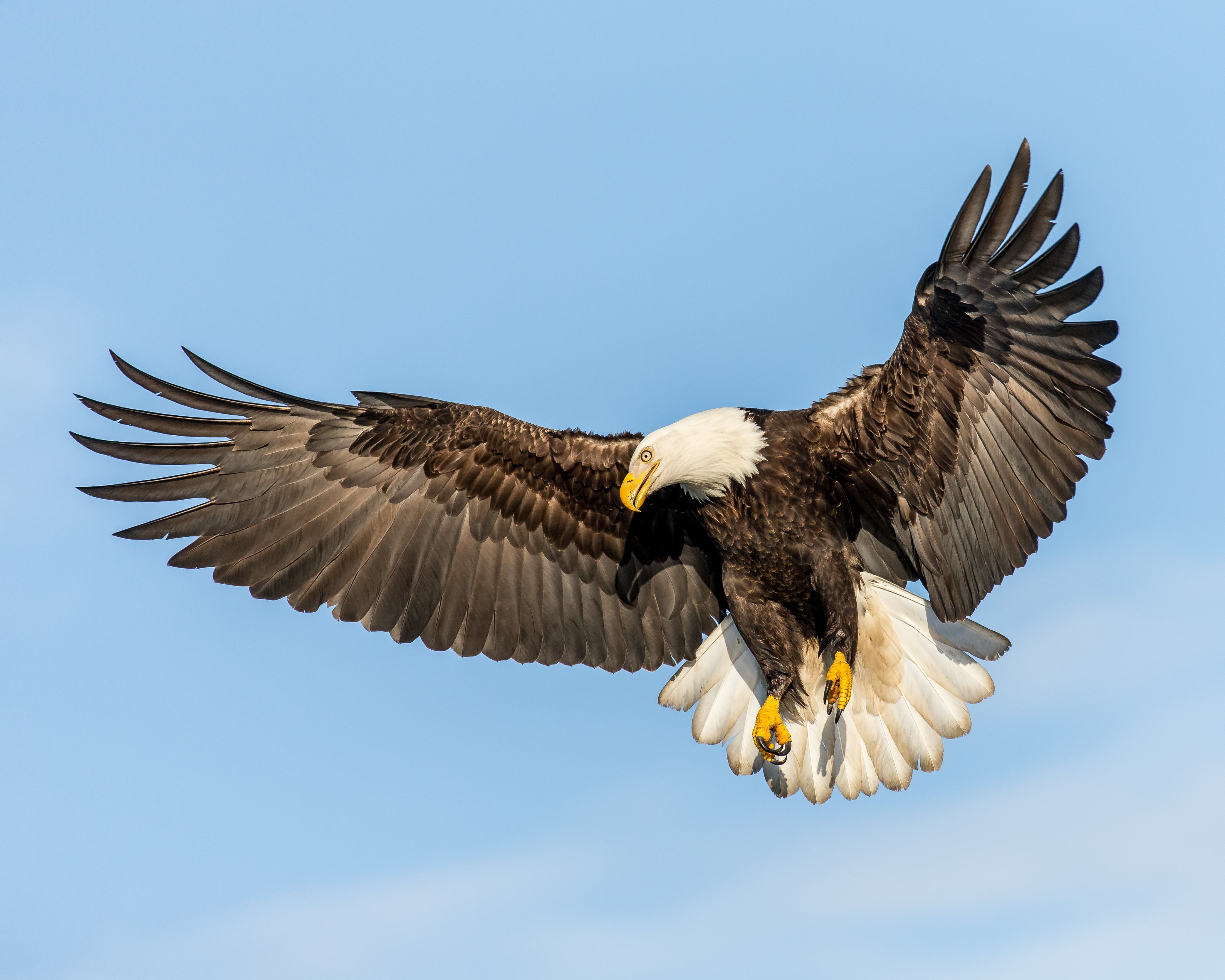 flying bald eagle