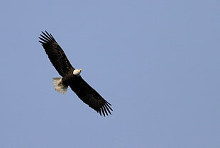 Bald Eagle flying during daytime HD wallpaper