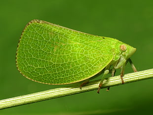 macro photography of green Planthopper