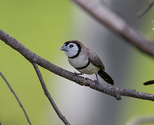 selective focus photo of bird on branch
