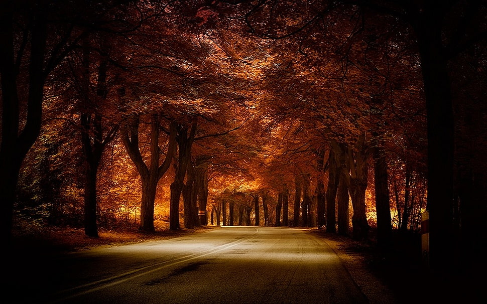brown leaf trees, road, trees, fall, nature HD wallpaper