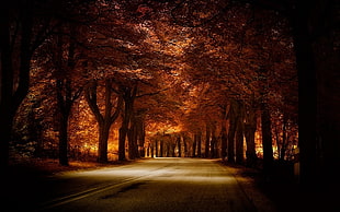 brown leaf trees, road, trees, fall, nature